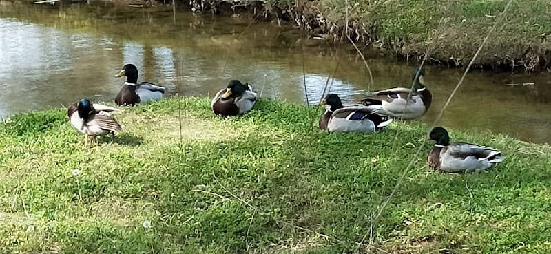 Little Bear Creek Linear Park - Image 1