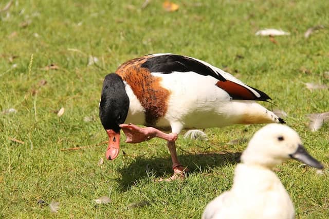 Kinderboerderij Wentholtpark - Image 1