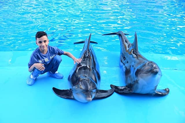 Dolphina Park - Image 3
