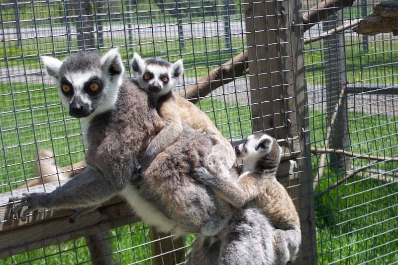 Oshawa Zoo & Fun Farm - Image 1