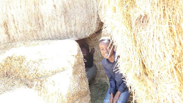 Corn maze - Image 1