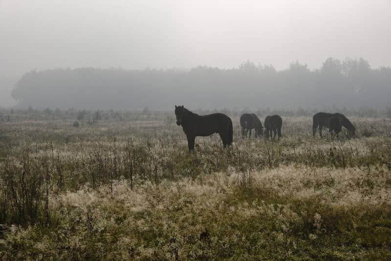 Losloopgebied Wilde Grazers - Image 1