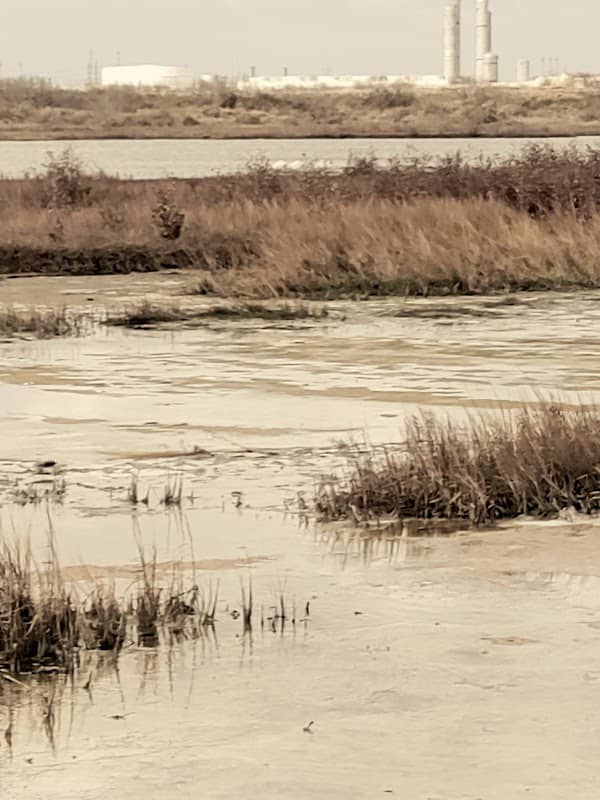 Tule Lake Birding - Image 1