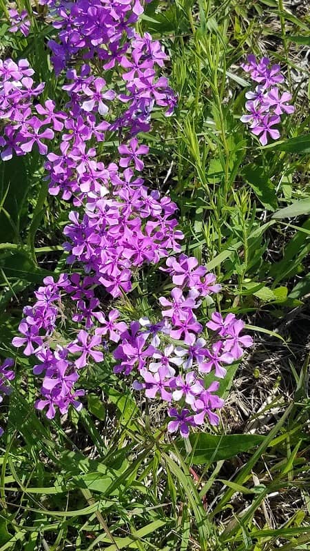 Friendly Prairie Conservation Area - Image 2
