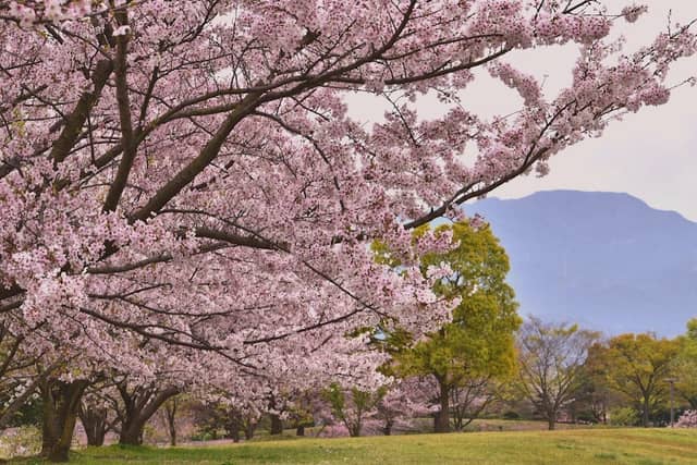 Saijo Exercise Park - Image 1