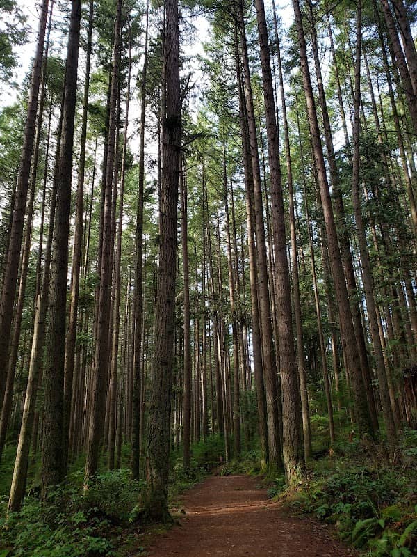 Pacific Spirit Regional Park - Image 2