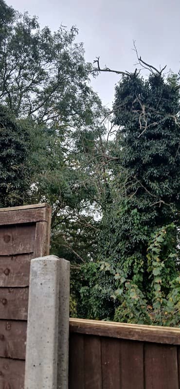 Wymington spinney - Image 1