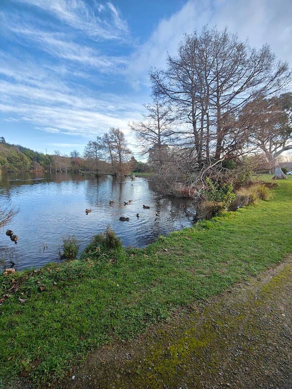 Maoribank duck pond - Image 2