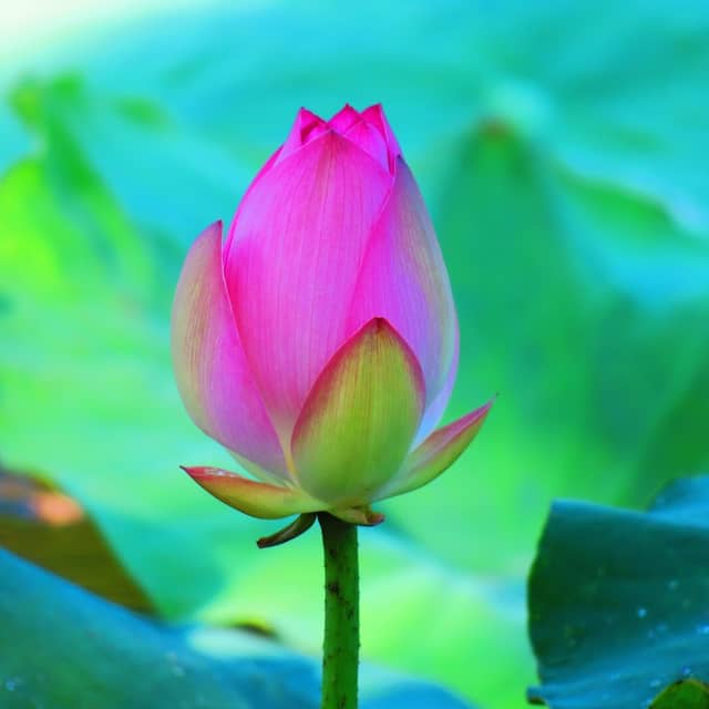 新田荷花池 - Image 1