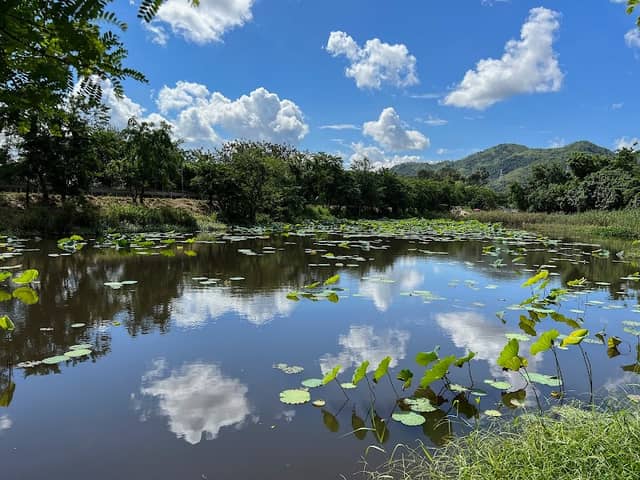 新田荷花池 - Image 2