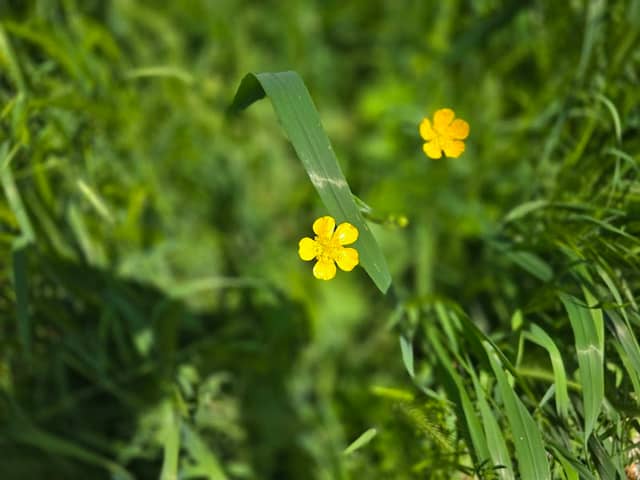 Percorso verde - Image 2