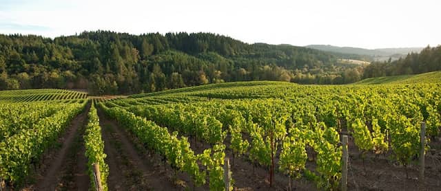 Colene Clemens Vineyards - Image 2