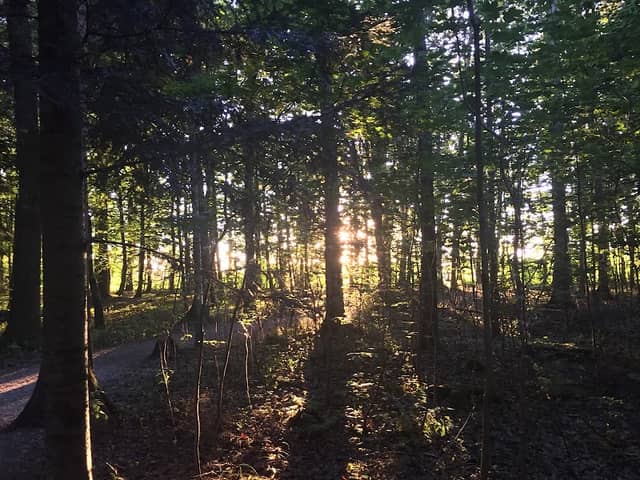 Bürgerwald Eggenfelden - Image 2