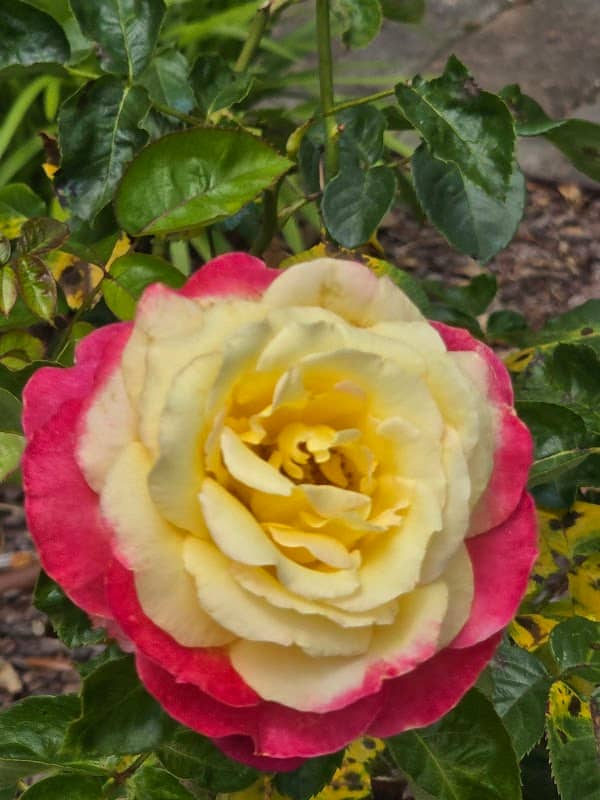 Brunswick County Botanical Garden - Image 1