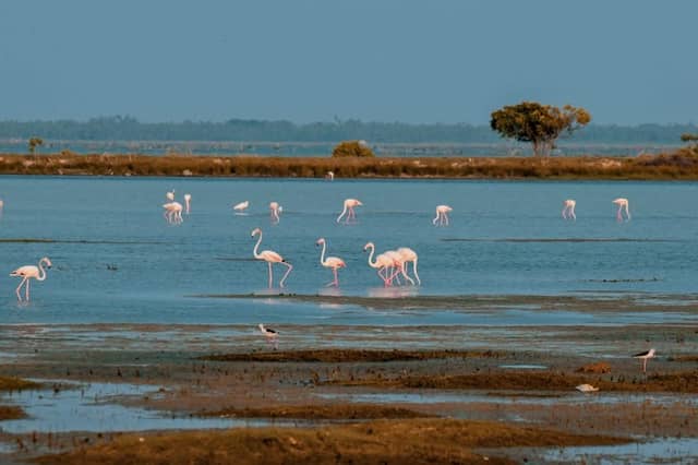 Flamingo Watching Area - Image 1