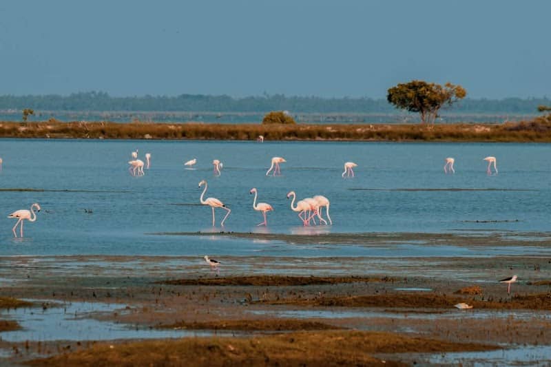 Flamingo Watching Area - Image 1