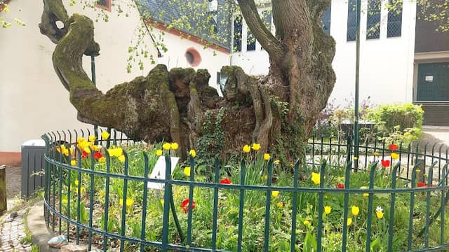Blutlinde - Image 2