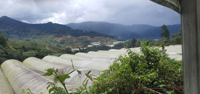 Kuala Terla Tea Village Heritage District - Image 3