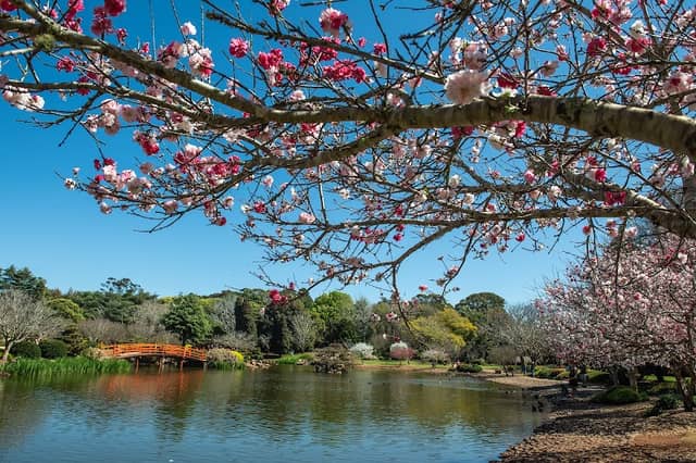 UniSQ Japanese Garden QLD - Image 2