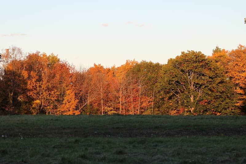 Thorncrag Meadow - Image 2