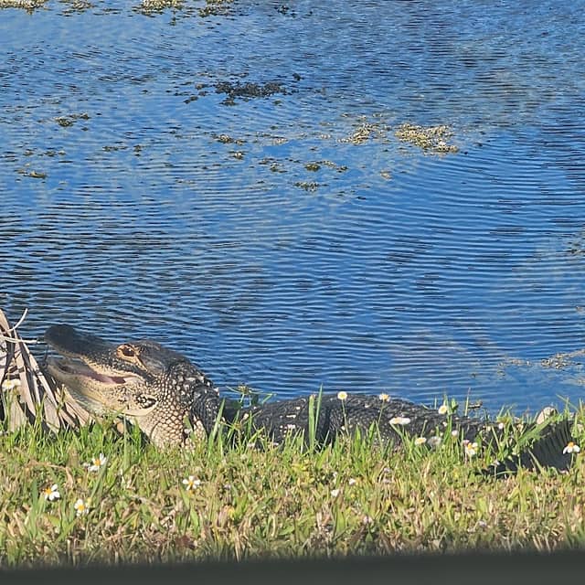 Savannas Recreation Park - Image 2