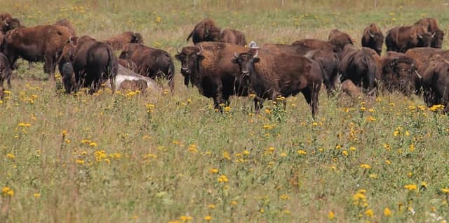 Blue Mounds State Park - Image 1