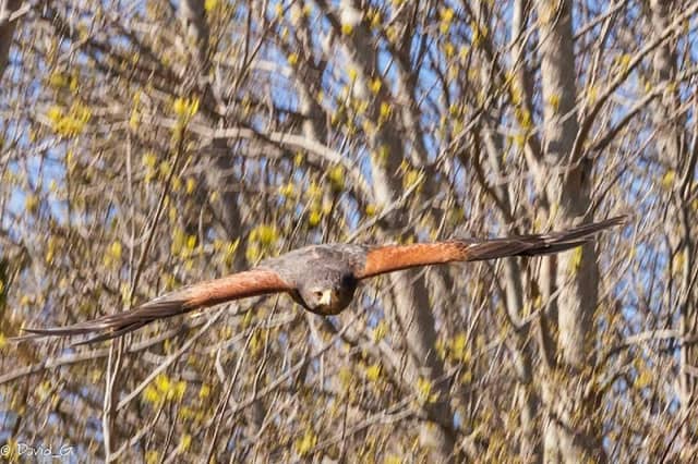 Island Falconry Services - Image 1