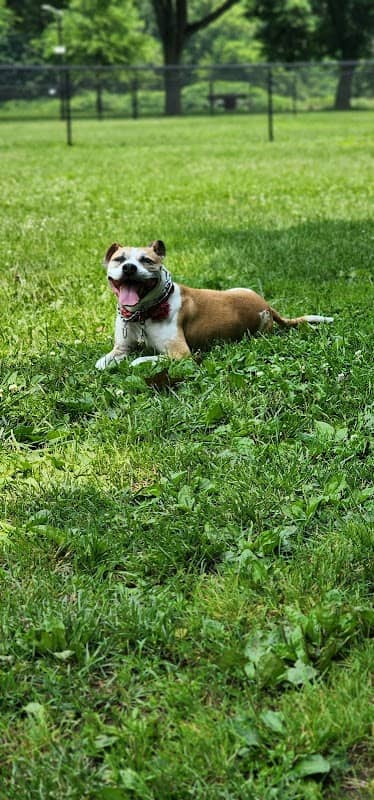 Baker Dog Park - Image 2