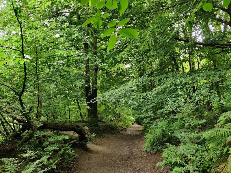Knocksink Wood - Image 1