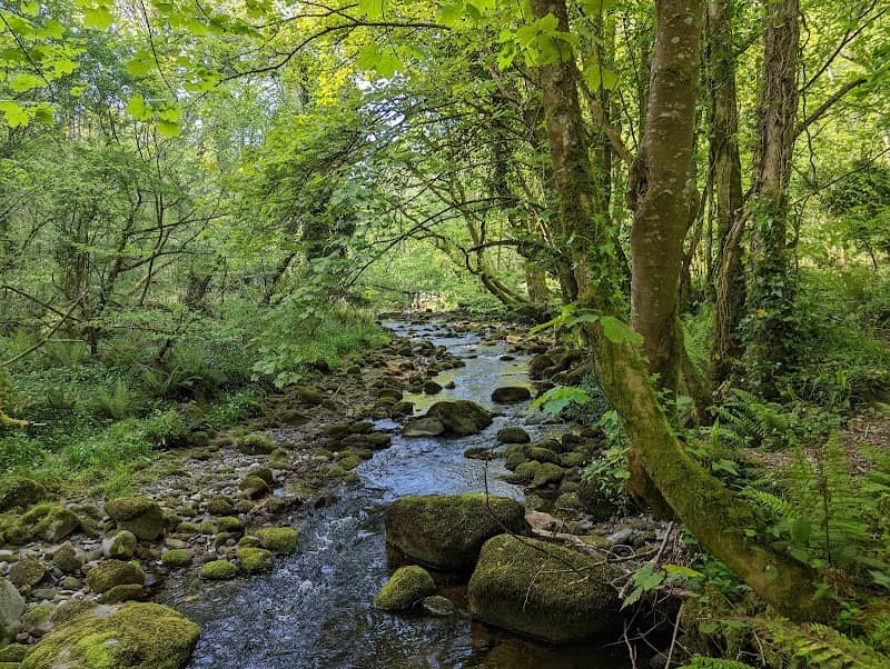 Knocksink Wood - Image 3