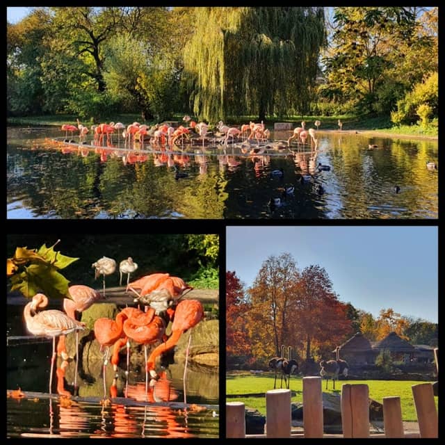 Zoo Krefeld - Image 2