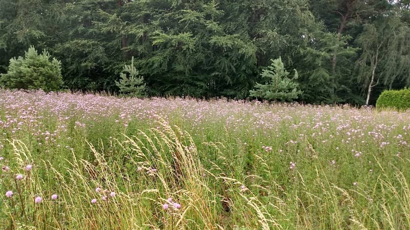 Biotop Am Friedhof - Image 1