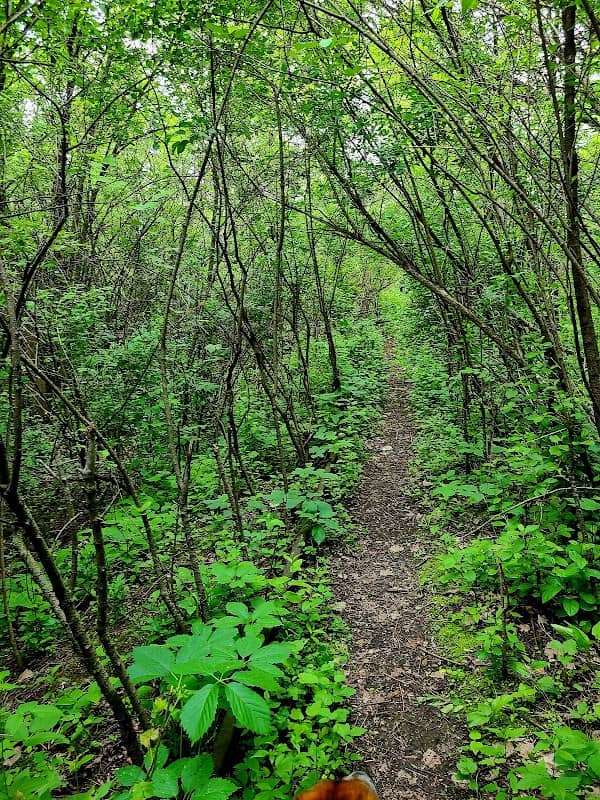 Sanctuary Woods - Image 1