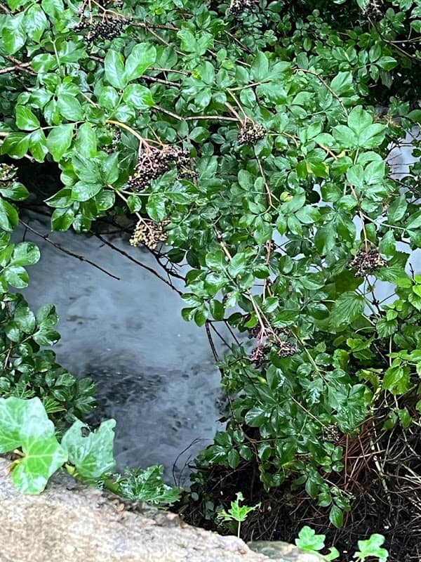 Torrente Dolina - Image 2