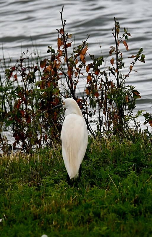 Oak Lake - Image 1