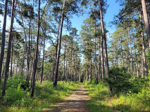 W G Jones State Forest - Image 1