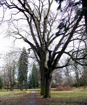 Zámecký park - Image 2