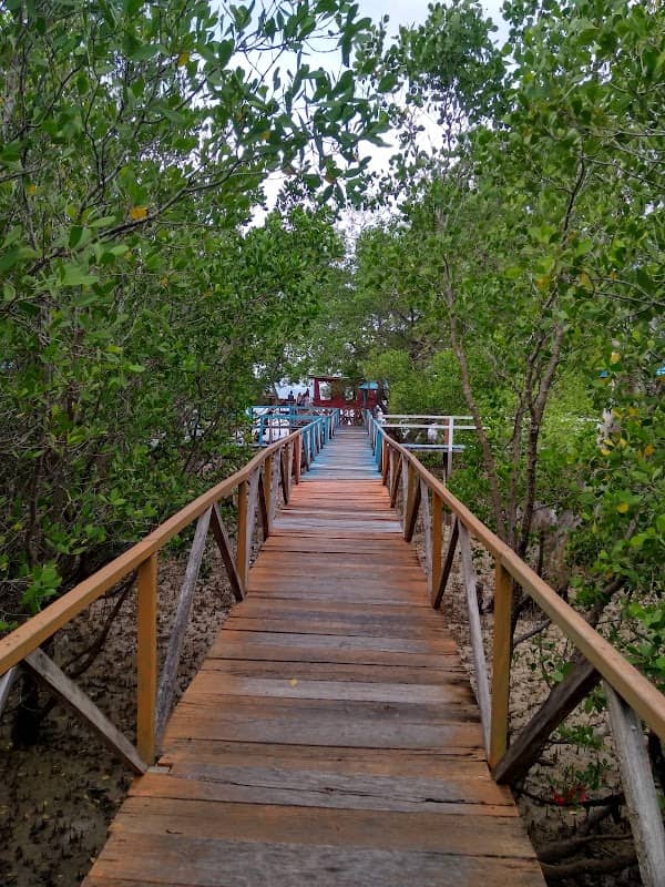 Mangrove Forests Kupang - Image 1