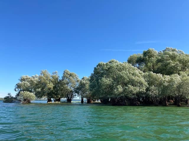 Arbre de marécage - Image 1