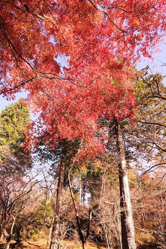Marubi Nature Park - Image 1