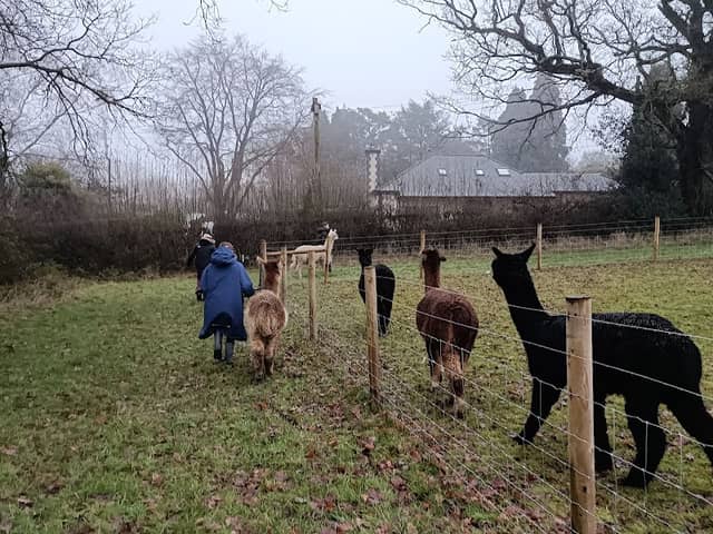 Ambling Alpacas - Image 1