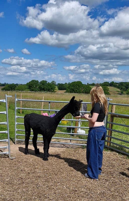 Ambling Alpacas - Image 2