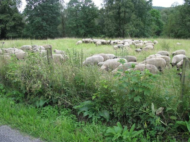 Ruhrwiesen bei Niedereimer - Image 2