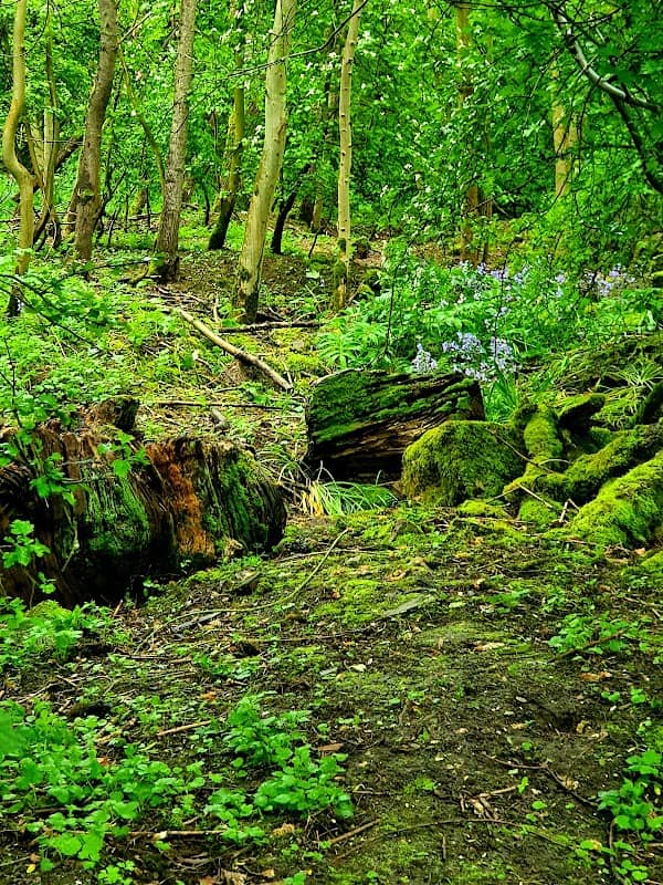 Linnell Woods (Linnell Rd Open Space) - Image 2