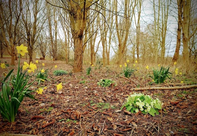 Linnell Woods (Linnell Rd Open Space) - Image 1