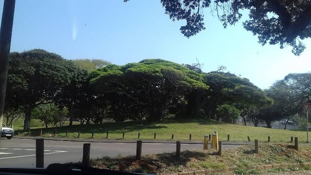 Forest Drive Park - Image 2