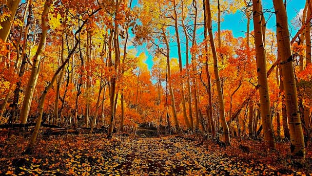Fishlake National Forest - Image 1