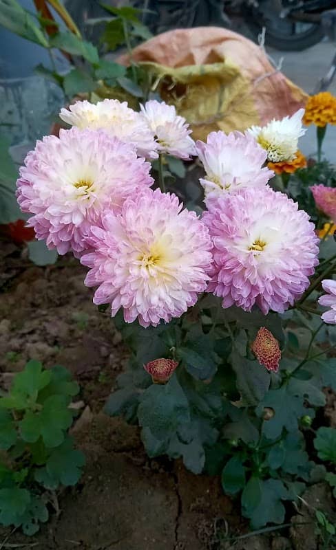 Plants nursary - Image 1