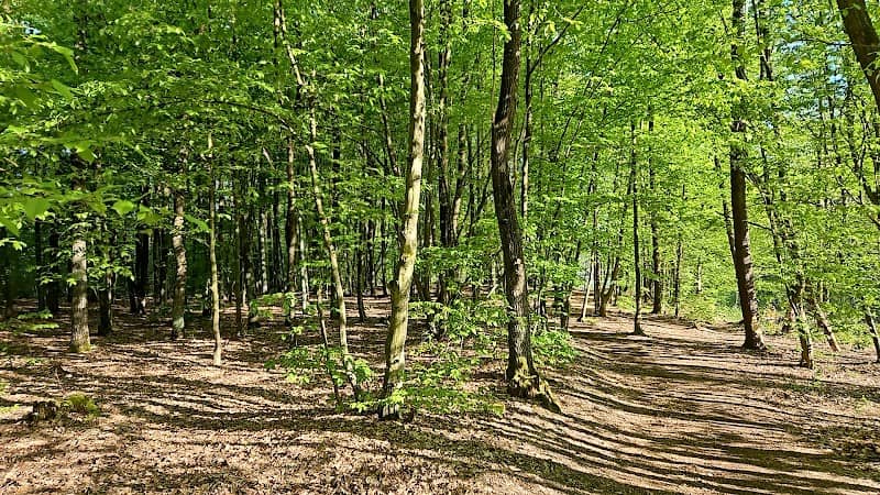Grabowy zagajnik - Image 2
