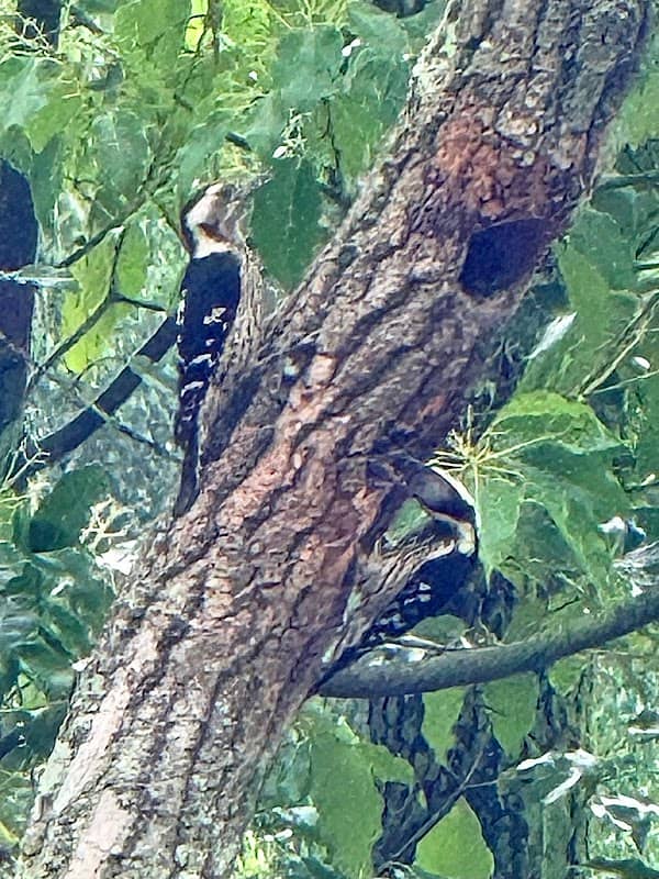 石門水庫啄木鳥 - Image 1